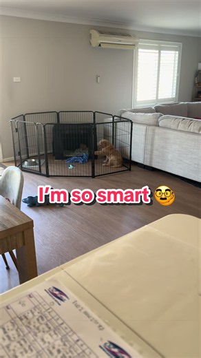 Smart Golden Retriever Puppy shows quick learning