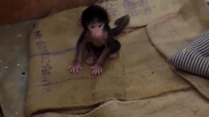 Zookeepers comfort baby baboon rejected by mother