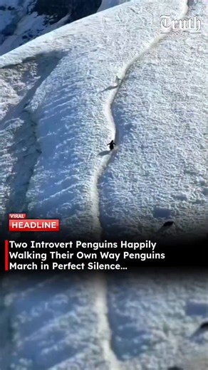 Truth Route News on Instagram: "A charming wildlife clip shows Adélie penguins calmly marching along a natural “penguin highway” in Antarctica. These snow paths are formed by thousands of penguins walking the same route every day, helping them save energy as they travel long distances between their breeding colonies and the ocean. What makes the moment even more special is their quiet coordination—penguins moving uphill politely step aside for those coming downhill, creating an adorable, traffic