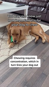 The Importance of Chewing for Your Dog