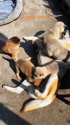 귀여운 강아지 만나보세요 / 愛らしい子犬に出会おう #JapanDogs #KoreaPuppies