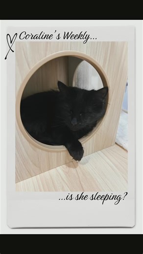 What are we thinking today? Sleeping or silently plotting her next attack?