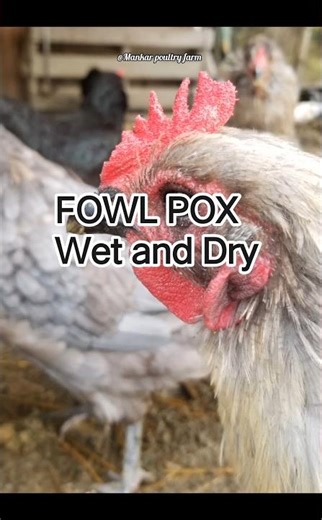 How to cure fowl pox | symptoms,treatment and prevention 🐓 #poultrydiseases #poultryfarming