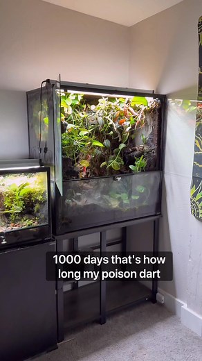 911K views · 29K reactions | 1,000 day indoor poison dart frog ecosystem! #fypシ゚viralシfypシ゚ #fbreels #foryoupage #facebookreel #viral #paludarium #vivariums #poisondart #poisomdartfrog #simulatinganecosystem #indoorgarden #plants #aquascape #aquascaping #biology #natureindoors #livingart #natureinspired #vivarium | Alternateaquatics | Facebook