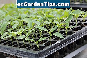Hoe Irish Moss Grow van Seed 🌱 Tips Tuinders - Nl.ezGardenTips.com