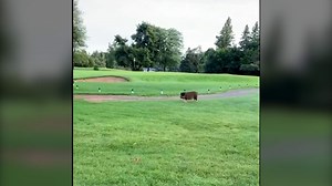 Watch as a pig walks the links at this Ottawa golf club