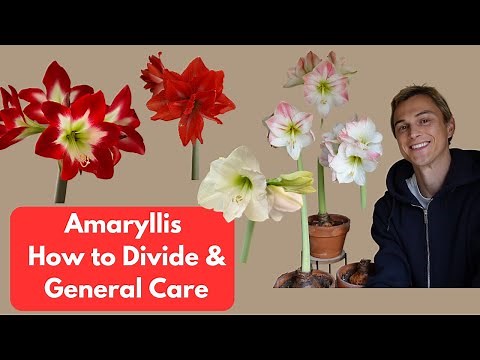Amaryllis: How to Divide with Easy Planting Demo & Care Tips (Hippeastrum)