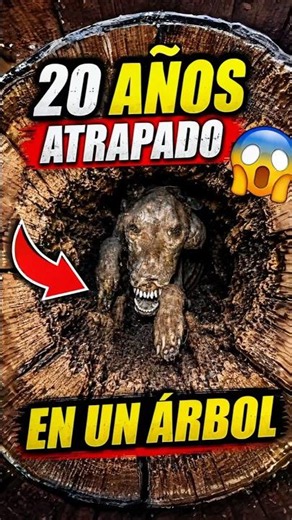 Las bromas más CRUELES de la naturaleza 😨 🏞️ #animales #sabiasque #shorts