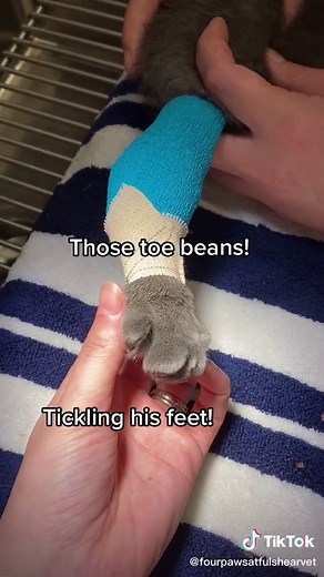 Effective Wound Care for Cats: A Veterinarian's Guide