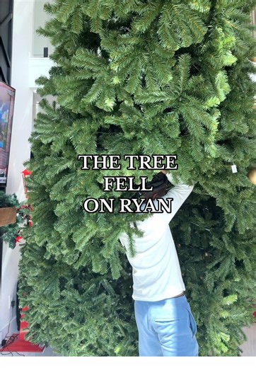 Taking Down the Christmas Tree: A Wild Adventure