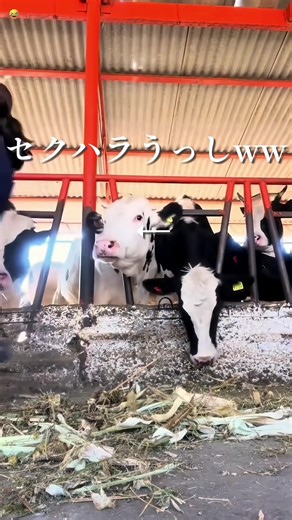 今日は牛さんのお話wwwww