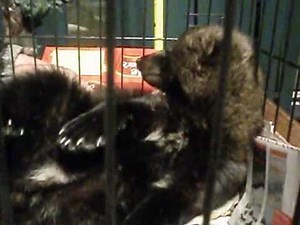 Fisher Cat: Petting The Fisher Cat