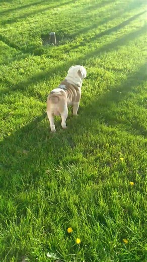 5.8K views · 147 reactions | Making a Rock garden on each side and my regular garden in the Middle a work in progress 殺 Shotgun Approved 殺 | The Hillbilly Shack | Facebook