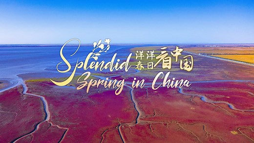 In northeast China's Liaoning Province, where the Liaohe River meets the sea, lies a captivating red beach. Unlike other beaches, its vibrant color isn't due to red sand or soil. Instead, it's from a unique intertidal plant called seepweed that thrives in the vast wetland. #ChinaSeen For more: https://news.cgtn.com/news/2024-05-01/Stunning-red-beach-in-northeast-China-s-Liaoning-a-paradise-for-birds-1tfB3SsCecg/p.html | CGTN