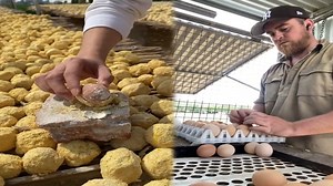 The Surprising Truth Behind Egg Vending Machines