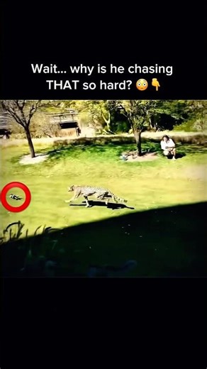 Cheetah Chasing a Mechanical Rabbit