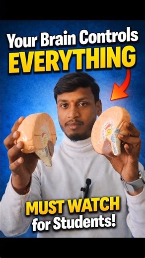 Brain Parts Every Student MUST Know | Shorts #anatomy #humanbrain #medicalstudent