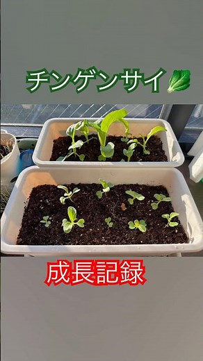 種からチンゲンサイ🥬成長記録 （チンゲンサイ ちんげん菜 種 種付 栽培 家庭菜園）