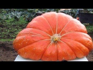 Biggest Giant Pumpkin and Giant Squash Round the World #shorts #bigpumpkin