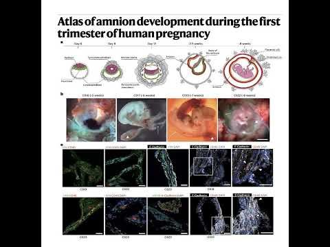 974-Atlas of First Trimester Human Amnion Development