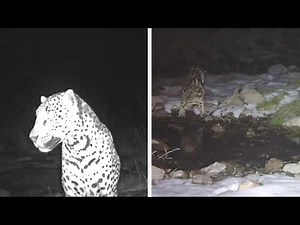Wild Arizona Jaguar and Ocelot on Remote Camera