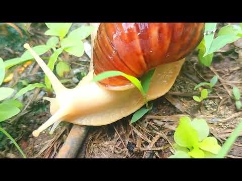 The secret of the albino snail that crawls aimlessly in the wild
