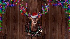 Christmas, Deer, Reindeer. Free Stock Video