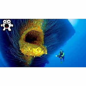 188K views · 3K reactions | Mysteries Of The Marine Depths Under the ocean in the marine depths lies some very strange mysteries. From unknown submarines to huge sharks and giant squids, here are the strangest ocean mysteries! | Be Amazed | Facebook