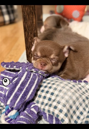 Van Helsing Tiny Tribe ( Choco) send Hi to his family in Greece 🇬🇷 #chihuahuapuppy #puppylife #dogsoftiktok #chihuahua #puppytok