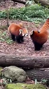 48K views · 195 reactions | Red Pandas' Playful Dance Watch these red pandas engage in a playful sparring match! #fblifestyle #AI Generated using Kling AI . . . (For entertainment purposes only. Consult professionals if guidance on activities is presented. No brand affiliation is implied if any are shown. If inspired by true events, creative adaptations may be included. Content may include public footage.) | Fabiosa Fitness | Facebook