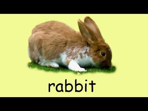 English vocabulary - Animals 1