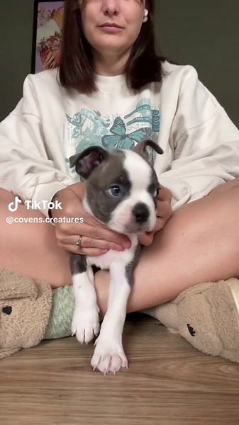 Adorable Blue Boston Terrier Puppy Highlights