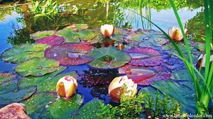 336K views · 4.5K reactions | Please share the love! Album available...