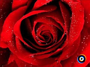 Scarlet Rose (Featured on CBS's Cold Case) by Alexa Khan