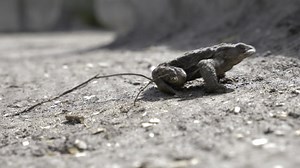 Toad, To Crawl, Crawl. Free Stock Video