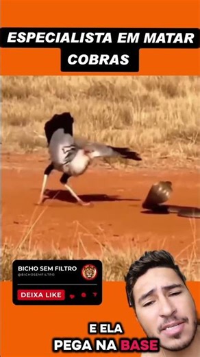 Bird catching snake, secretary bird hunting snake, bird kills snake #bird #snake