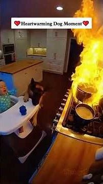 The Brave Dog Who Protected His Friends ❤️ #6 #bravedog #protection #wildliferescue