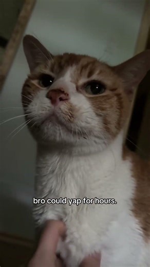 what a chatty lil man |Cheeto #cats #cat