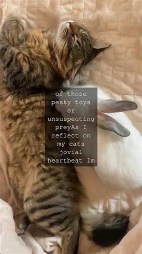 The Purrfectly Jovial Heartbeat A Feline PerspectiveAs a cat mom Ive always been...