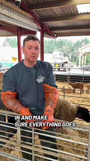 Critical Lambing: Farmer's Nightmare Unfolds