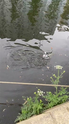 Pêche au vif... brochet à bosse !