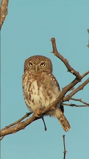 Can owls rotate their heads 360 degrees? #naturepbs #owl #animals #animalshorts