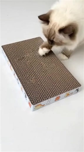 ¡Tu gato necesita esto urgentemente! 🐱 ¿Muebles rayados y dañados? Se acabó el problema. Rascador de gato resistente, cómodo y seguro. Protege tus muebles y entretiene a tu peludo horas. Calidad premium, precio accesible 🛒#fyp #viral #cat #gato #gatostiktok