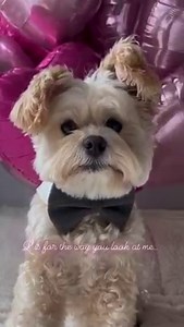83K views · 449 reactions | Popeye is coming in for that Valentine’s Day . And thank you @milomeetsworld for the bow. #happyvalentinesday #weeklyfluff | Popeye the Foodie | Facebook