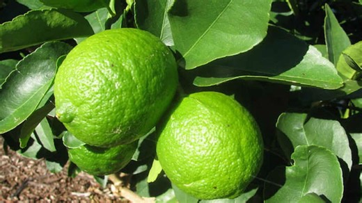9 Gardening Tips For Growing The Perfect Limes