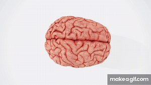 brain on Make a GIF