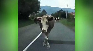 Newest 'moo'del: Cow's catwalk turns all eyes to the ramp