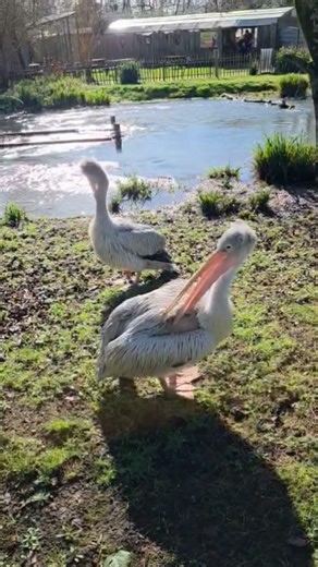 Graceful giants of the water.🌊🐦Spot-billed pelicans glide peacefully across the lake.