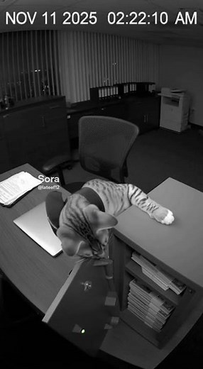 💰 CAT CRACKED MY SAFE & STOLE CASH AT 2AM?! Mission Impossible: Feline! 😱💰 #CatRobber #CCTVHeist