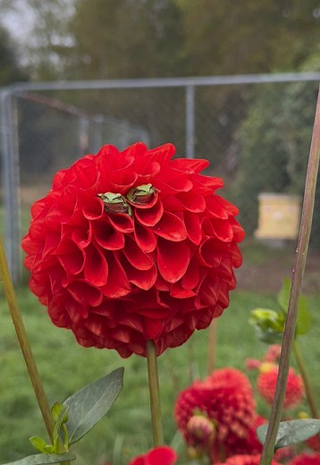 Stunning Dahlia Flowers and Tree Frogs in Nature